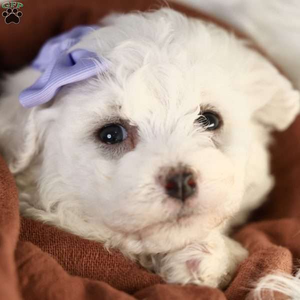 Bella, Bichon Frise Puppy